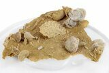 Miniature Fossil Cluster (Ammonites, Oyster) - France #270561-2
